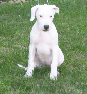 Dogo+argentino+for+sale+in+texas