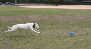 Dogo Training picture.jpg
