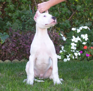 Dogo+argentino+for+sale+in+texas