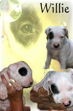 Dogo+argentino+breeders+michigan