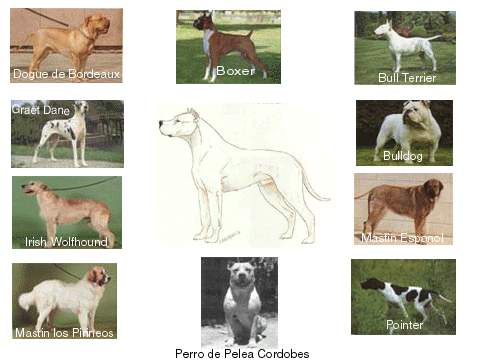 Dogo+argentino+hunting+puma