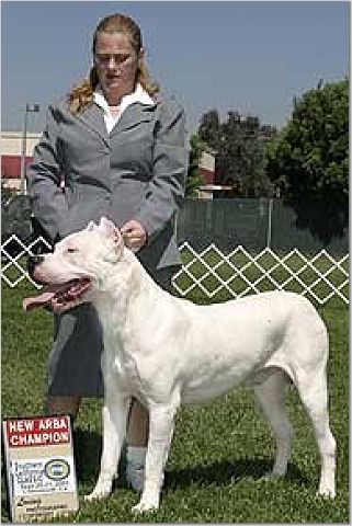 Dogo Argentino Show picture.jpg