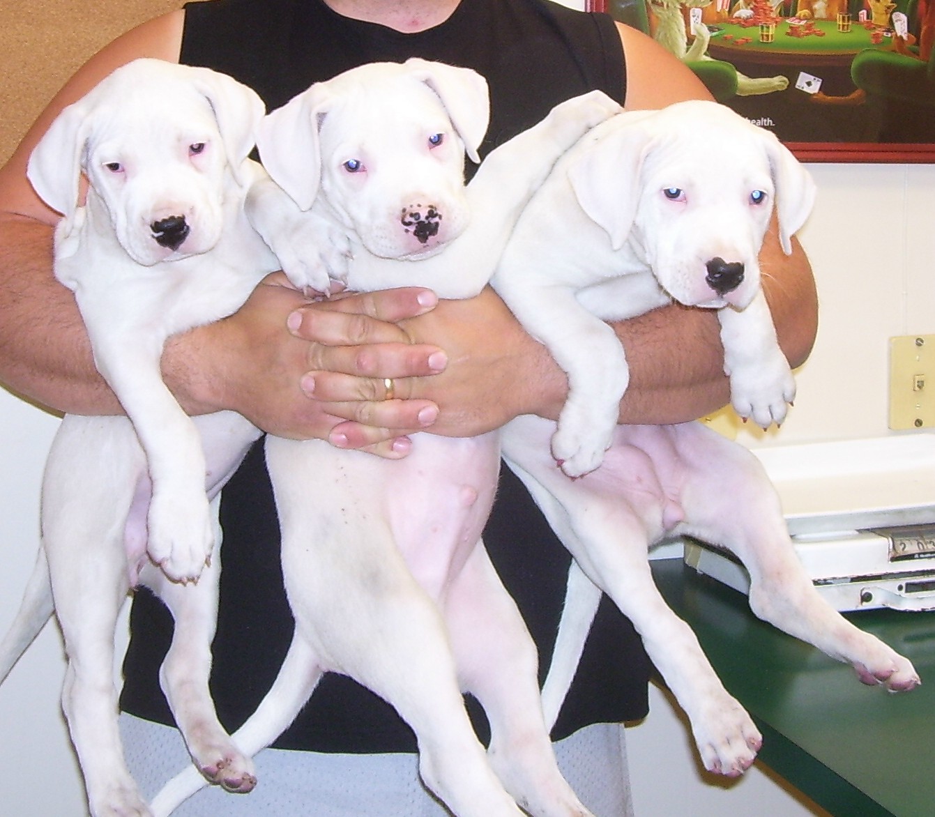 Dogo+argentino+puppies
