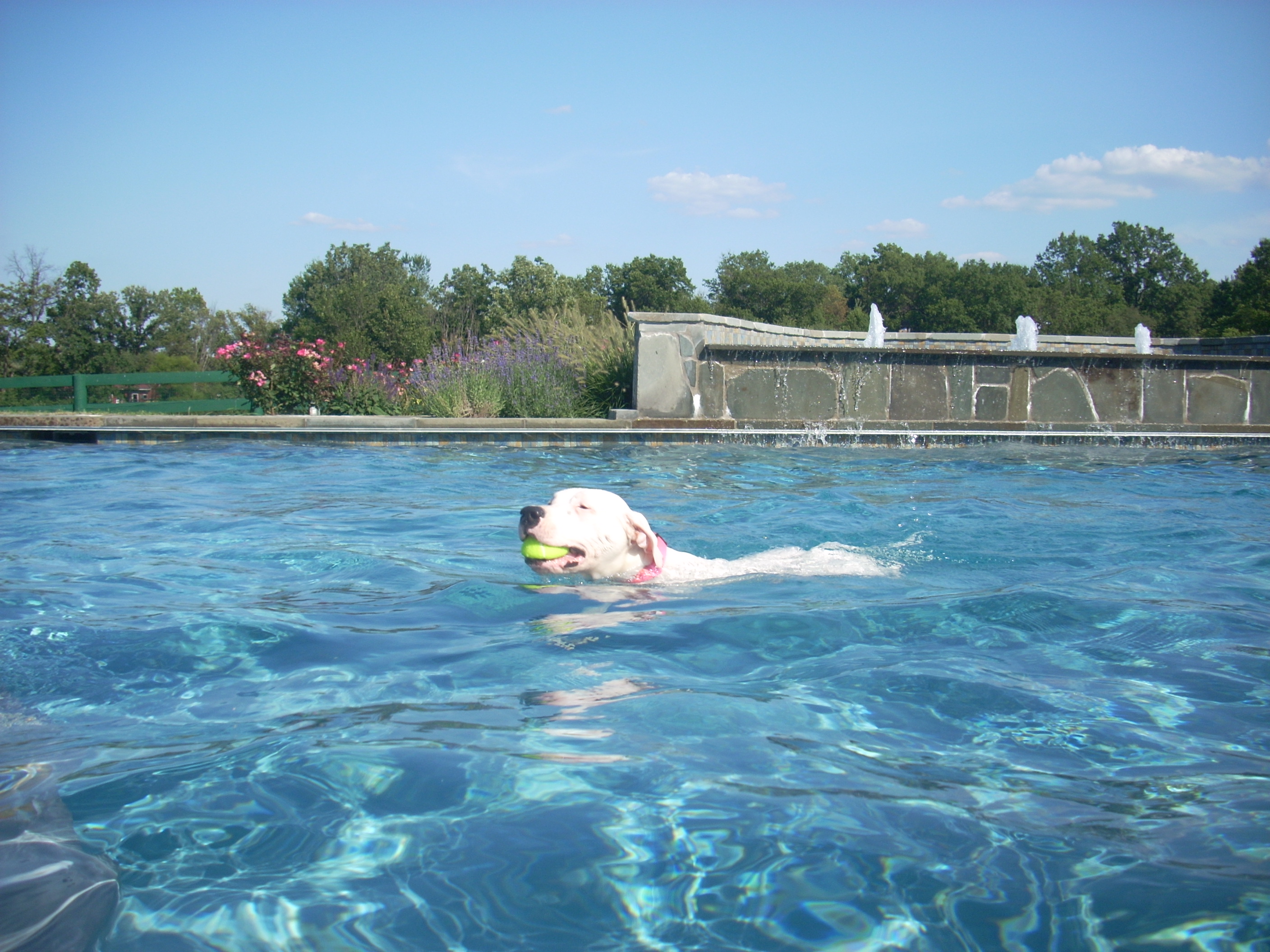 Dogo Argentino swimming.jpg
