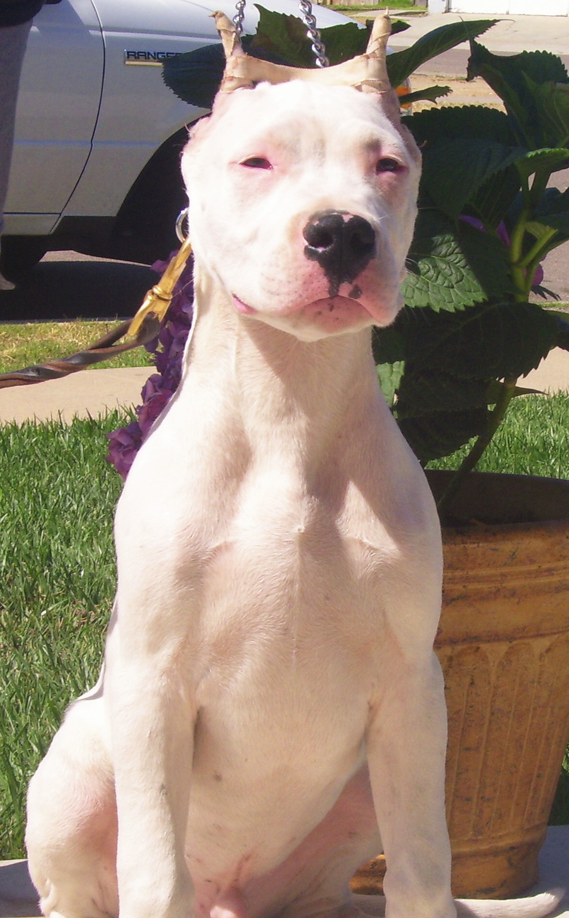 Dogo pups for sale.jpg