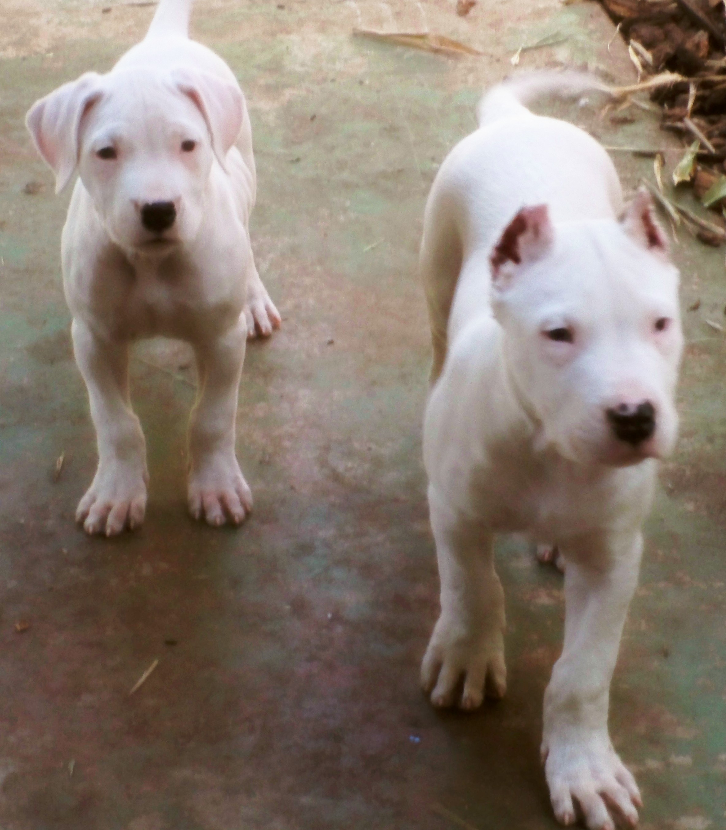 Dogo Argentinos for sale.jpg