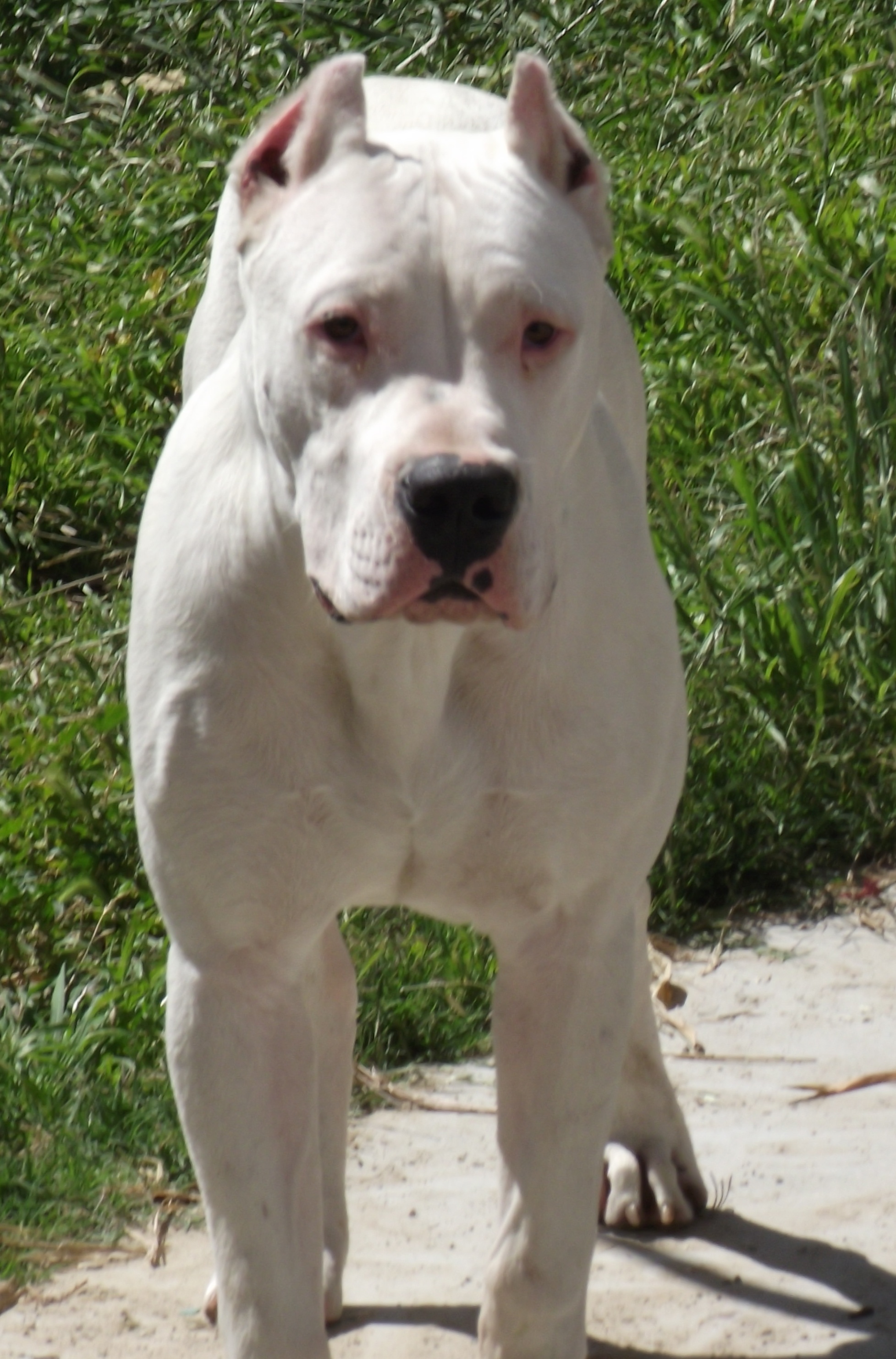  Images of Dogo Argentino , Cute Dogo Argentino pictures, White Dogo Argentino pictures, Dogo Argentino pictures to print, Dogo Argentino wallpapers