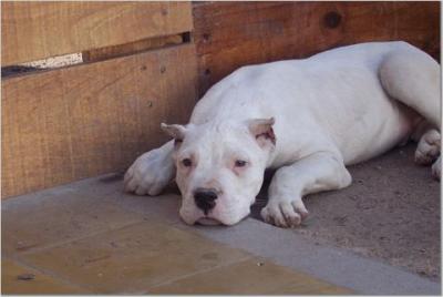 Lucero after the crop