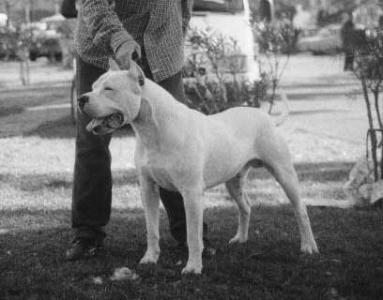 Talisman, Luceros and Pasions grandfather