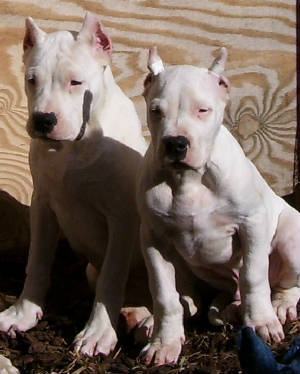 Dogo Argentino puppies.jpg