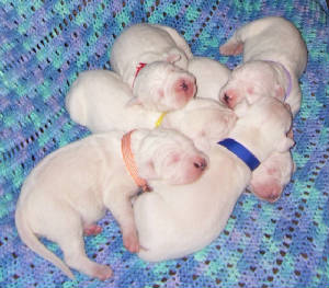 Dogo available puppies.jpg
