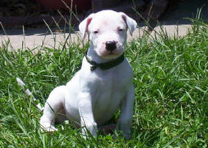 Debonair Dogo male Puppy.jpg
