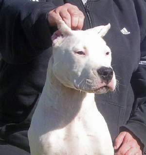 Dogo pup ears cropped.jpg