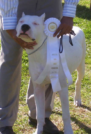 Dogo breeder.jpg
