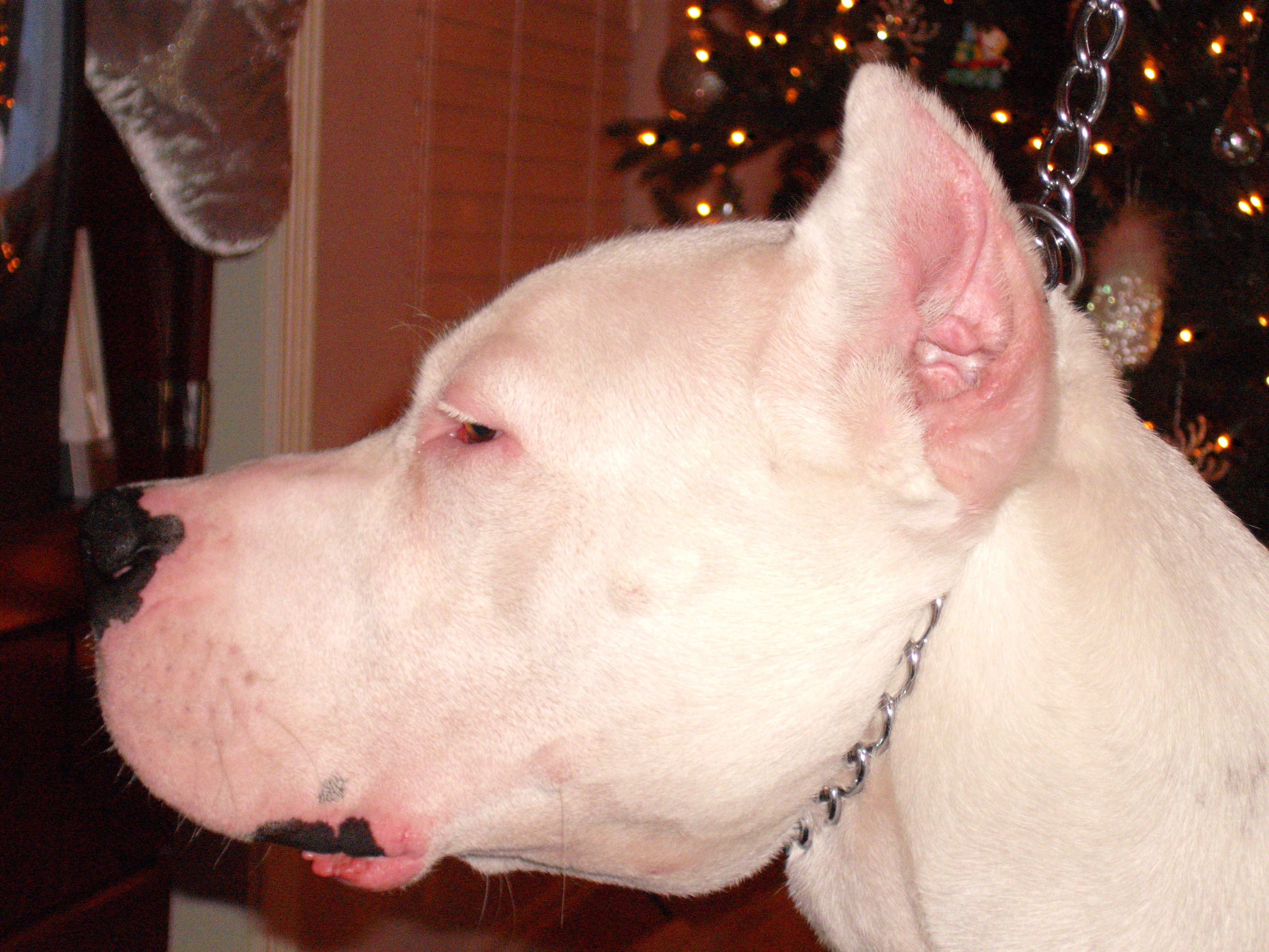 dogo argentino uncropped ears