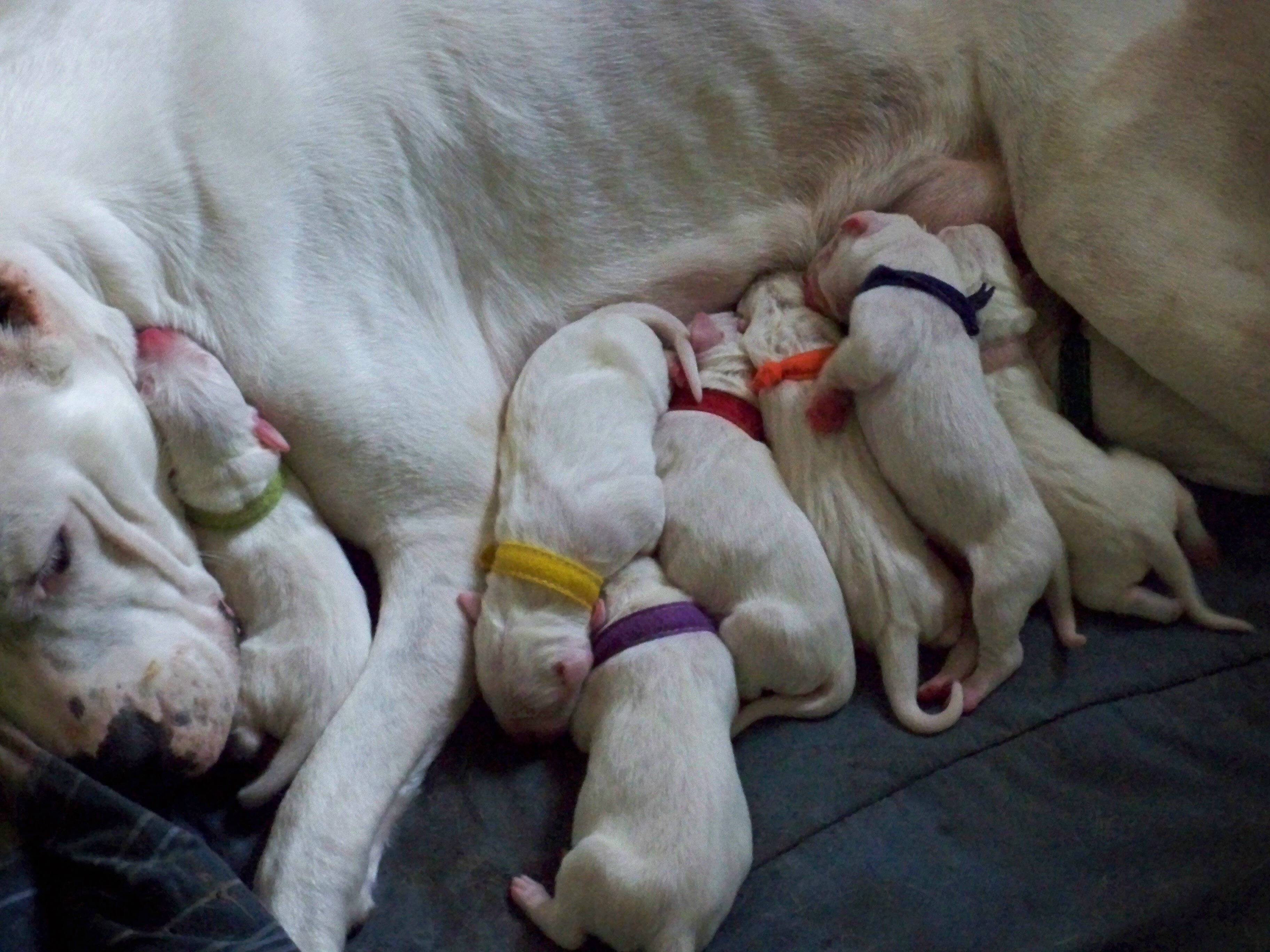 dogo pups with mom.jpg