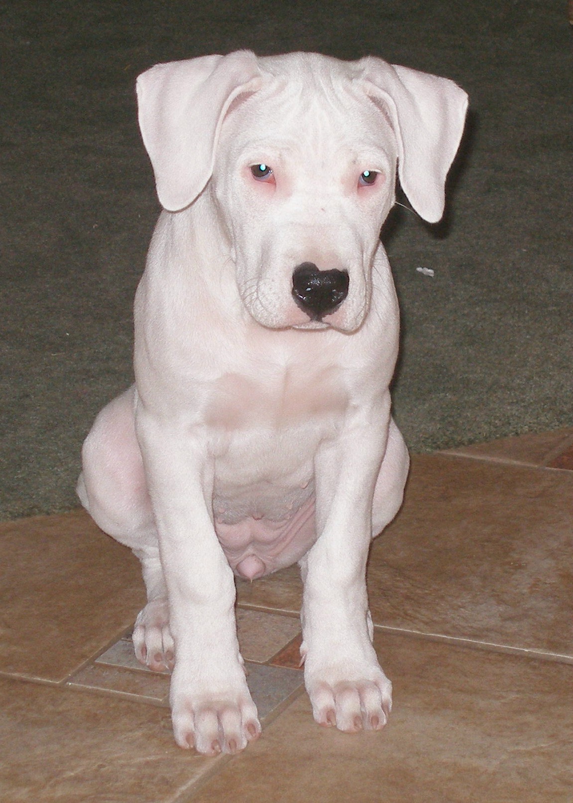 Female Dogo pup.jpg