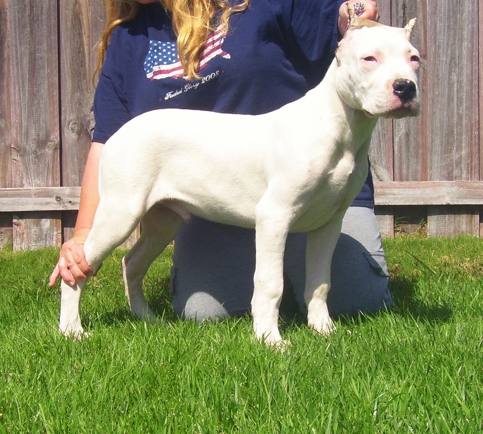 Dogo pups for sale.jpg