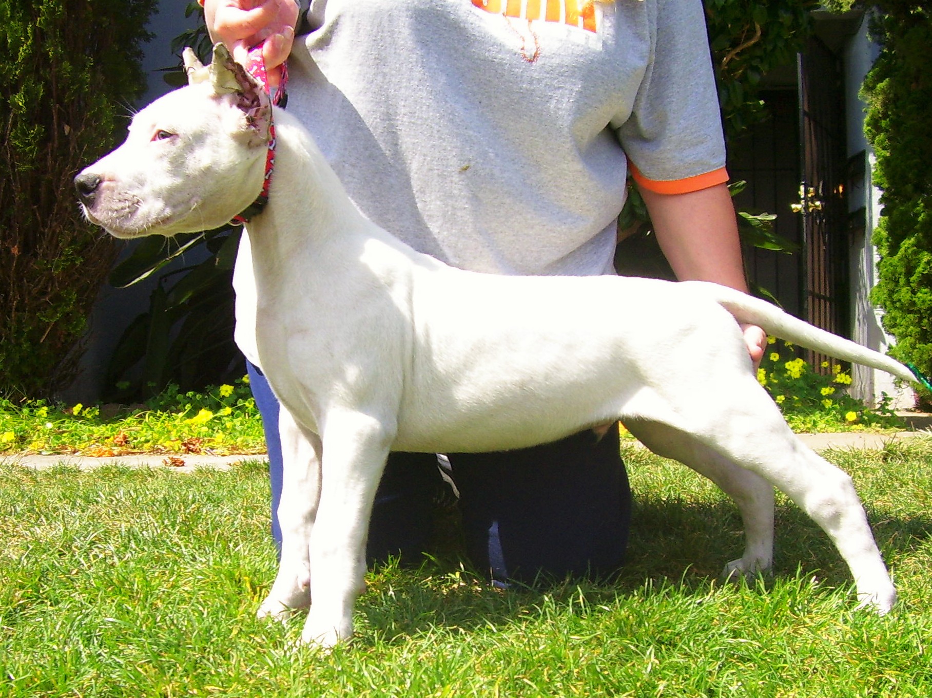 Available Dogo Argentino pups.jpg